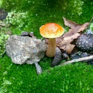 Meet your Posher, Alina